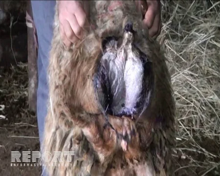 Yevlaxda canavarlar 120 baş qoyunu parçalayıblar - FOTO