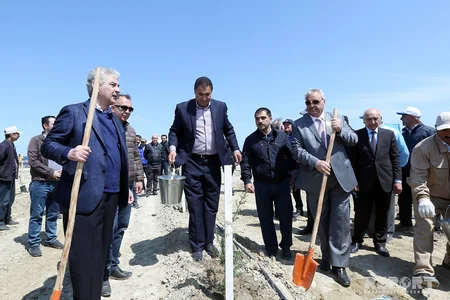 YAP Bakıda ağacəkmə aksiyası keçirib