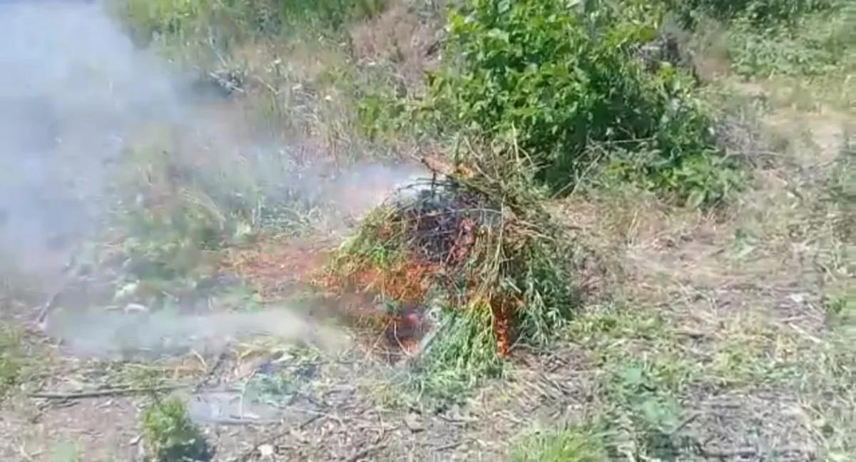 Azad edilmiş ərazilərdə narkotik tərkibli bitkilər aşkarlandı