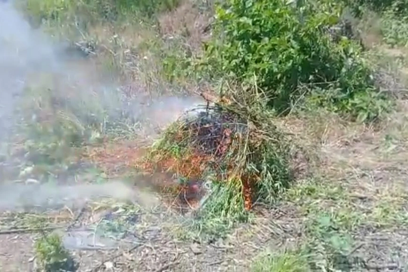 Azad edilmiş ərazilərdə narkotik tərkibli bitkilər aşkarlandı