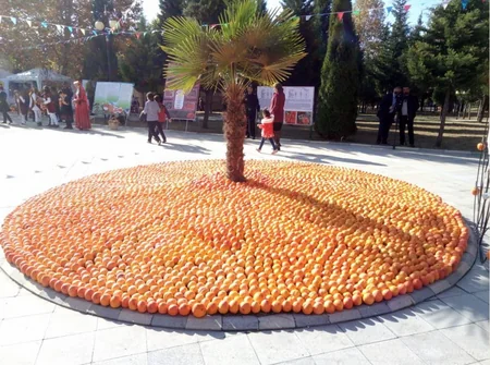 Balakəndə ikinci Beynəlxalq Xurma Festivalı keçirilir - FOTO - VİDEO
