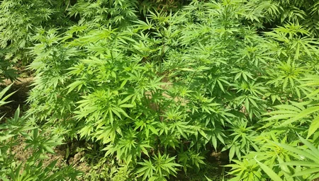 Cəlilabad sakini həyətini narkoplantasiyaya çevirib