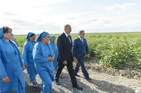Azərbaycan prezidenti Salyanda pambıq sahələrinə baxıb