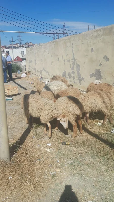 Sarayda qanunsuz ət kəsimi ilə məşğul olan şəxslər saxlanılıblar