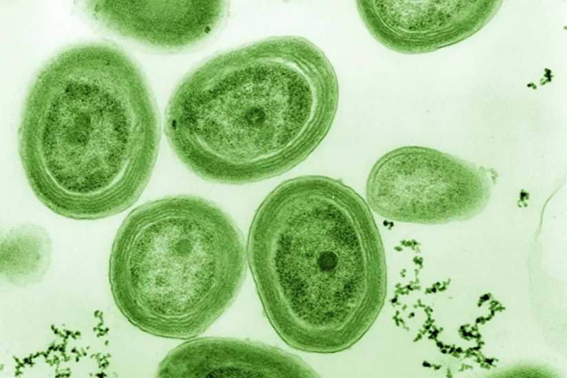 Ученые выяснили, когда в атмосфере Земли появился первый кислород