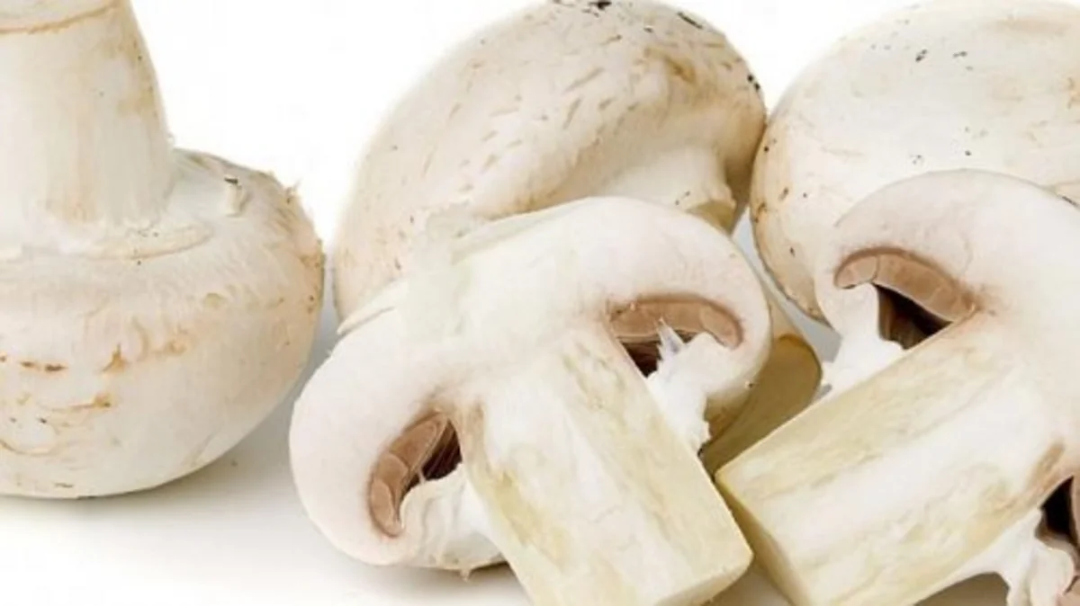 ​Zaqatalada üç qardaş göbələkdən zəhərlənib