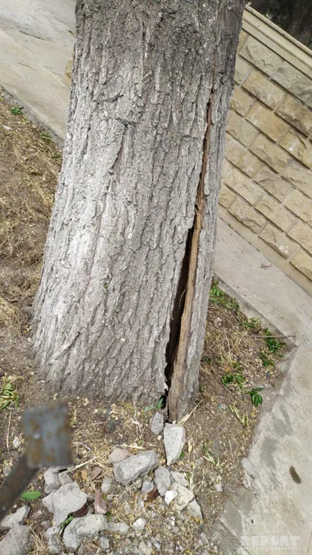 Güclü külək Bakının 6 rayonunda ağacları qırıb - FOTO