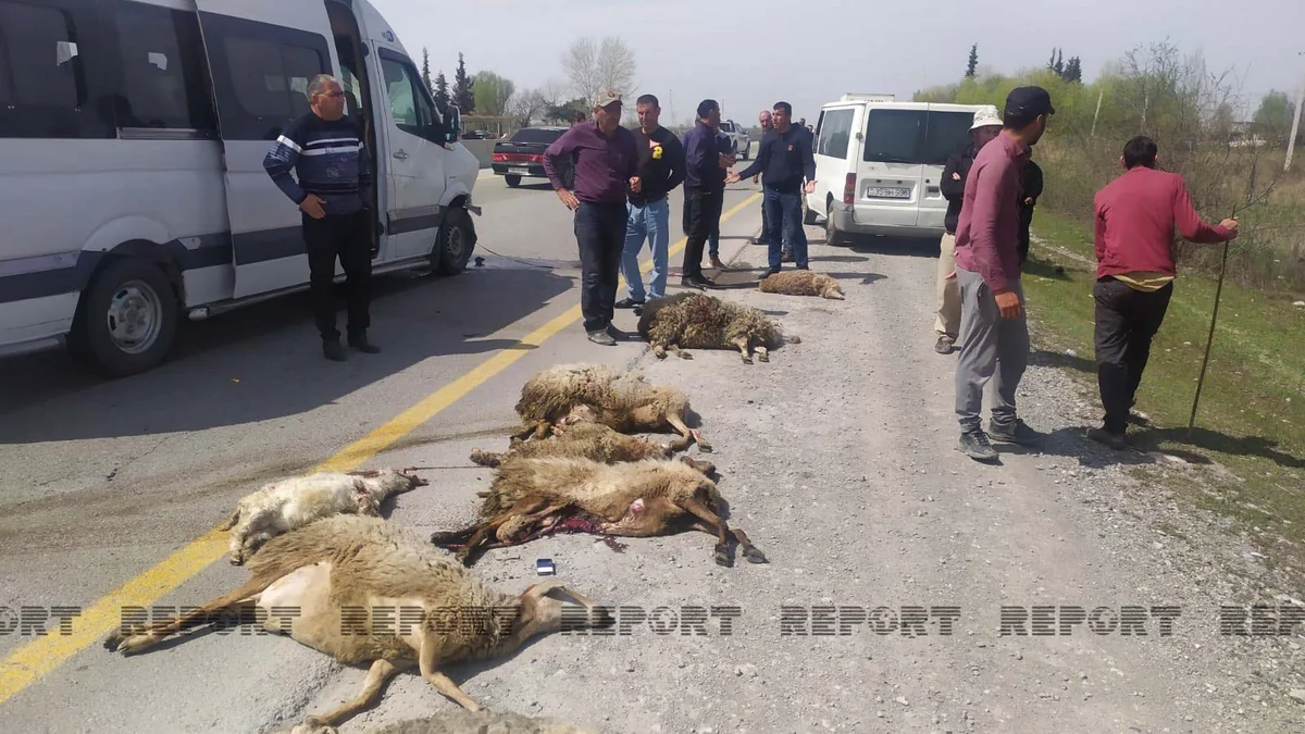 Kürdəmirdə mikroavtobus qoyun sürüsünə girib, 15 xırdabuynuzlu tələf olub