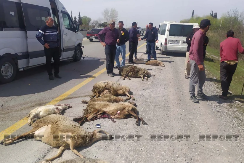 Kürdəmirdə mikroavtobus qoyun sürüsünə girib, 15 xırdabuynuzlu tələf olub