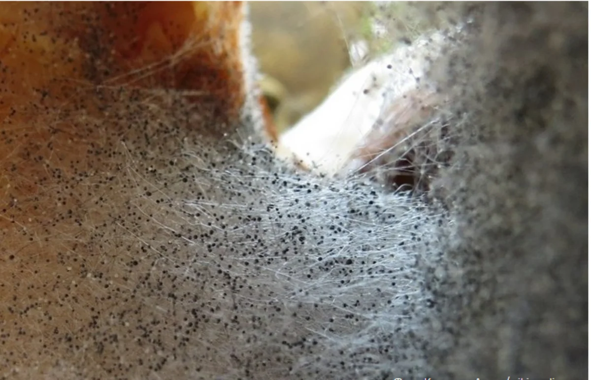 Almost 9,000 Indians infected with black fungus