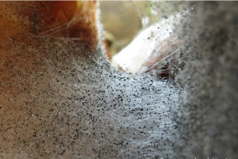 Almost 9,000 Indians infected with black fungus