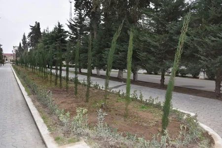 В Имишли проведена акция по посадке деревьев