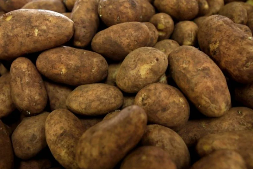 В импортированном из Ирана в Азербайджан картофеле обнаружен опасный вредитель