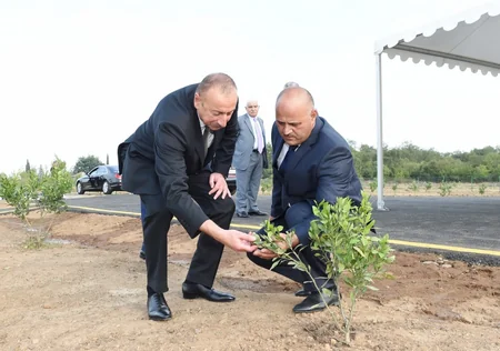 Prezident İlham Əliyev Lənkəranda “Gilan Orchards MMC tərəfindən salınmış sitrus bağları ilə tanış olub