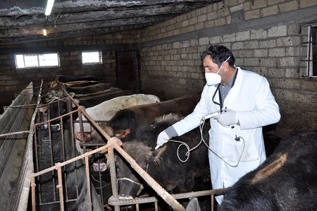 Dövlət Baytarlıq Xidmətinin rəisi peyvəndləmə tədbirlərini izləyib