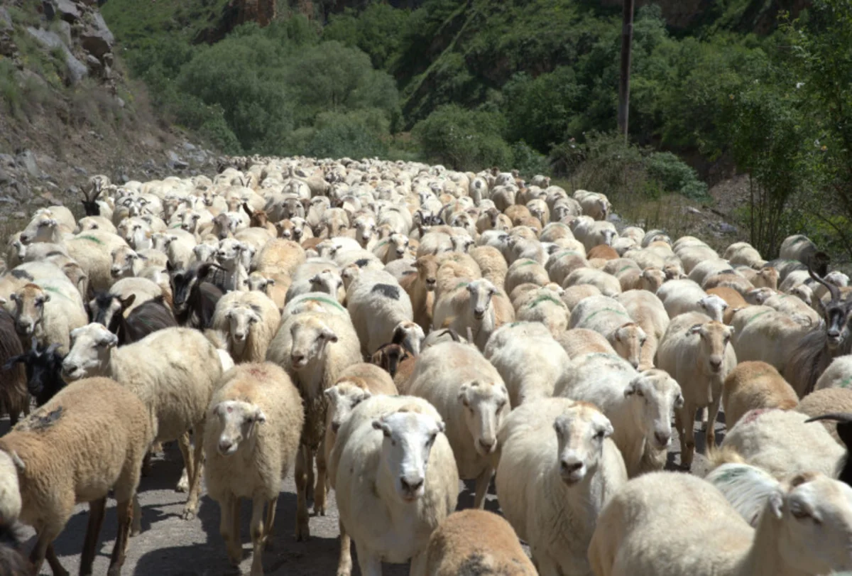 Завершается переселение овцеводческих и пчеловодческих хозяйств в Карабах