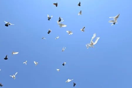 Təhsil naziri müharibədə zərər çəkən məktəbin Son zəng tədbirində iştirak edir