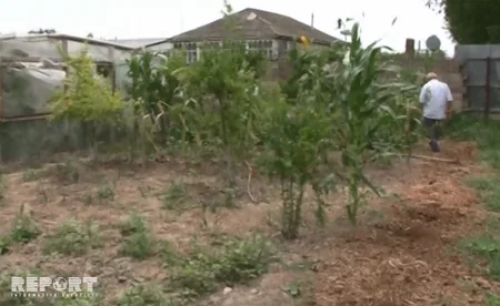 Ağcabədidə ot tayasında 14 kiloqram marixuana aşkarlanıb - FOTO