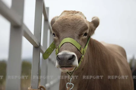 Azərbaycanda heyvanlar ilk dəfə hərraca çıxarılır