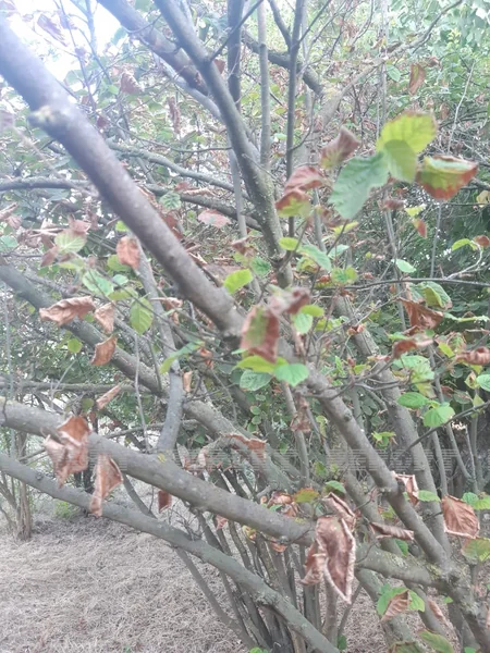 Biləsuvarda meyvə ağacları quruyur