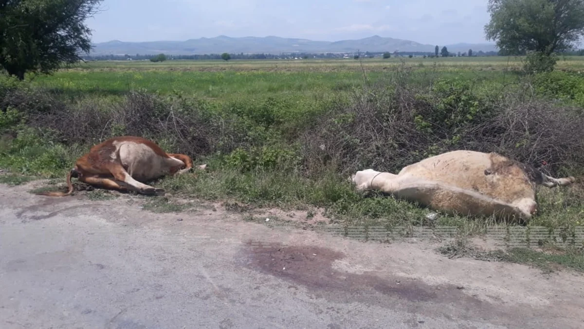 Tovuzda avtomobil iribuynuzlu heyvanları vurub öldürdü