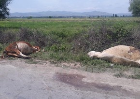 Tovuzda avtomobil iribuynuzlu heyvanları vurub öldürdü