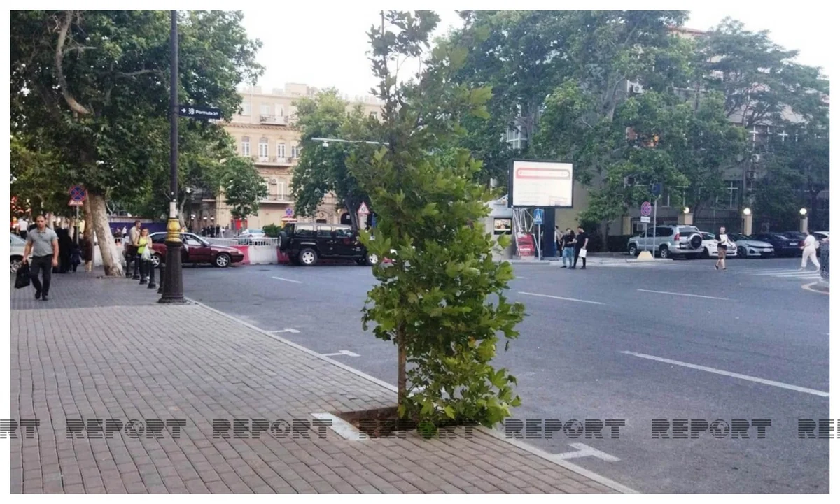 Bakının mərkəzində qanunsuz parkinqin yerində ağac əkilib - FOTO