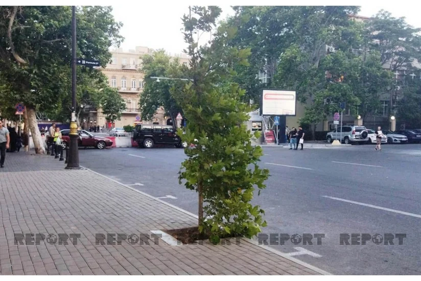 Bakının mərkəzində qanunsuz parkinqin yerində ağac əkilib - FOTO