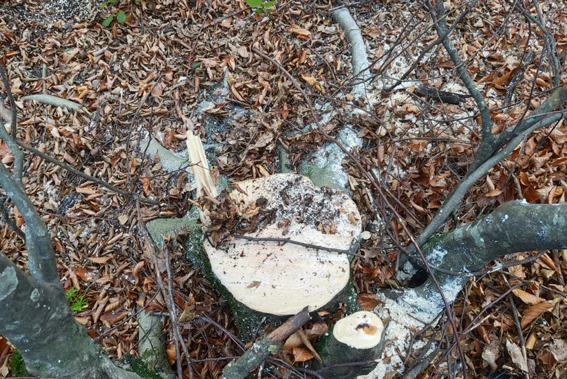 Oğuzda ağacları qanunsuz kəsən şəxslər barədə protokol tərtib edilib