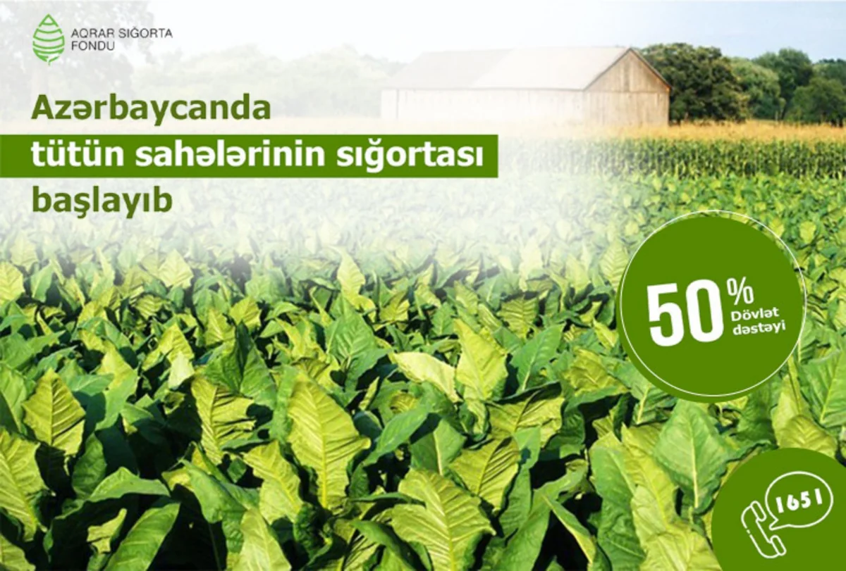 Azərbaycanda tütün sahələrinin sığortalanmasına başlanılıb