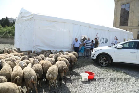 Bakıda əhali qurban kəsib