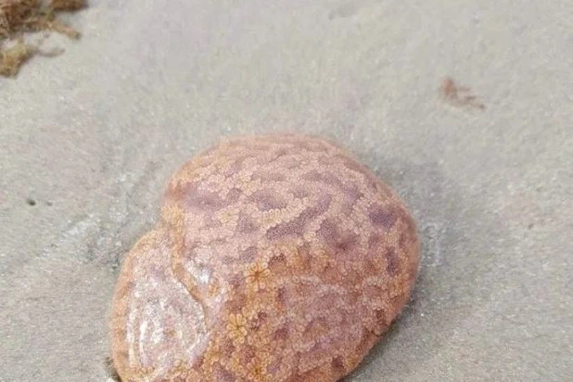 Avstraliyada naməlum canlı aşkarlanıb