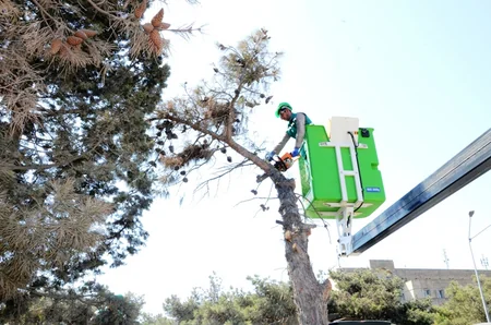 Bakıda xəstə ağaclar utilizasiya edilir