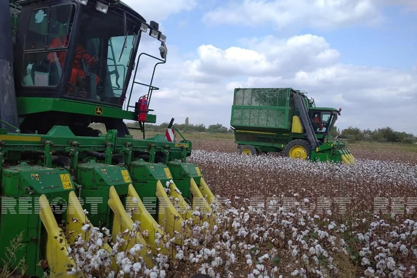 Yağışlı hava Biləsuvar və Cəlilabadda pambıqçılığa təsir etməyib