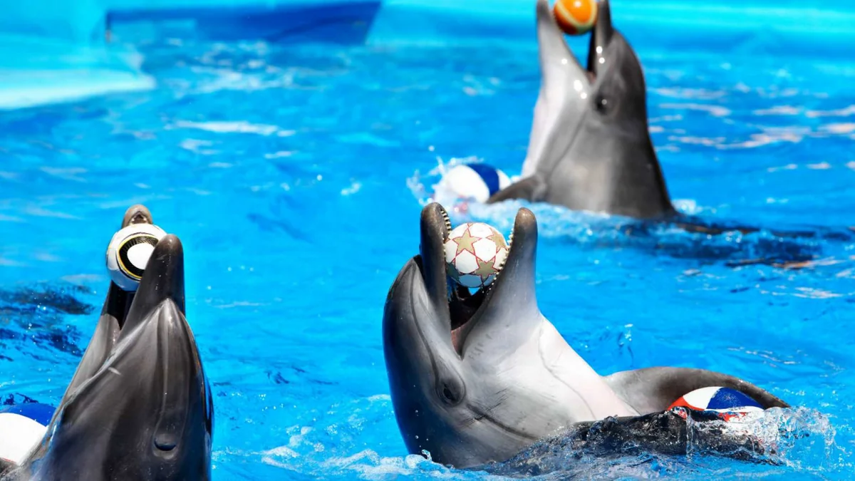 В Казахстане могут запретить дельфинарии