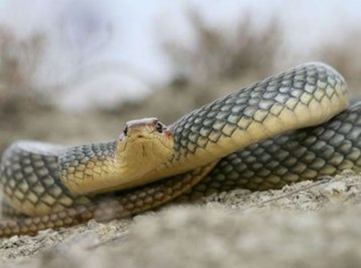 Şəmkirdə qadını ilan vurub