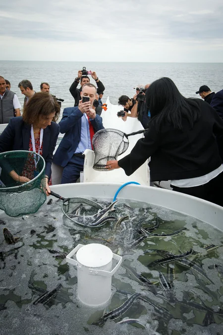 50,000 sturgeon released into the Caspian Sea by Azerbaijan fish farm to mark International Day for Biological Diversity