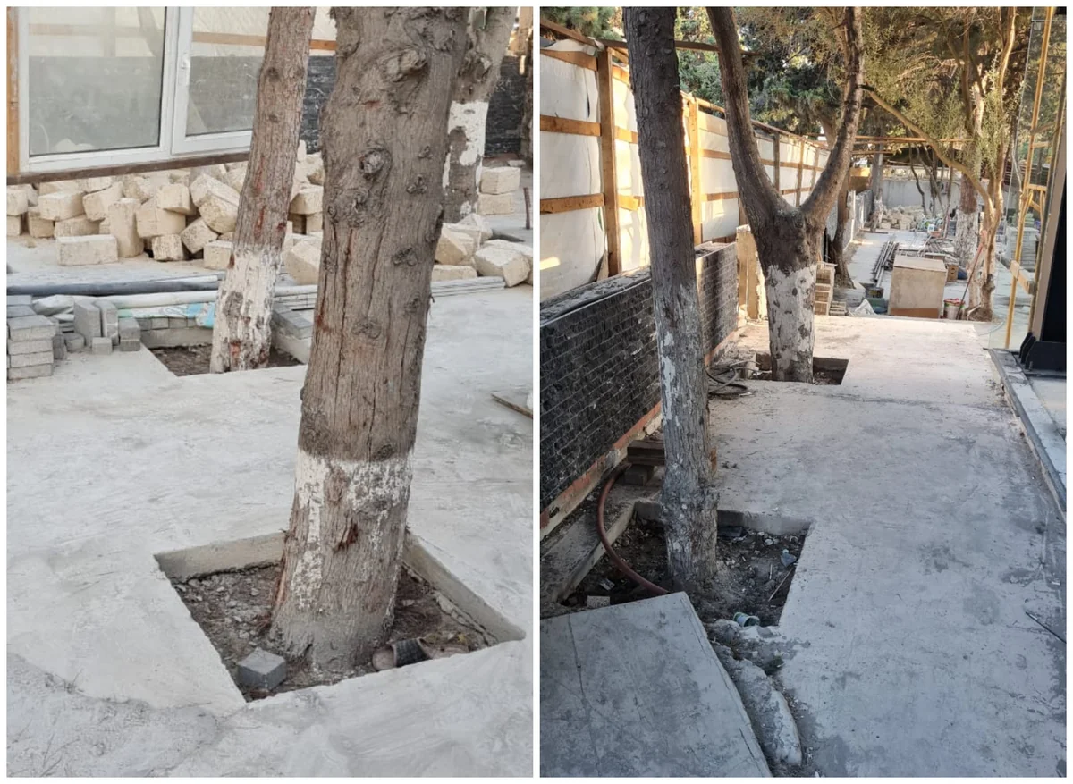 ETSN: Tikinti aparılan ərazidəki ağaclar sayılaraq nəzarətə götürülüb
