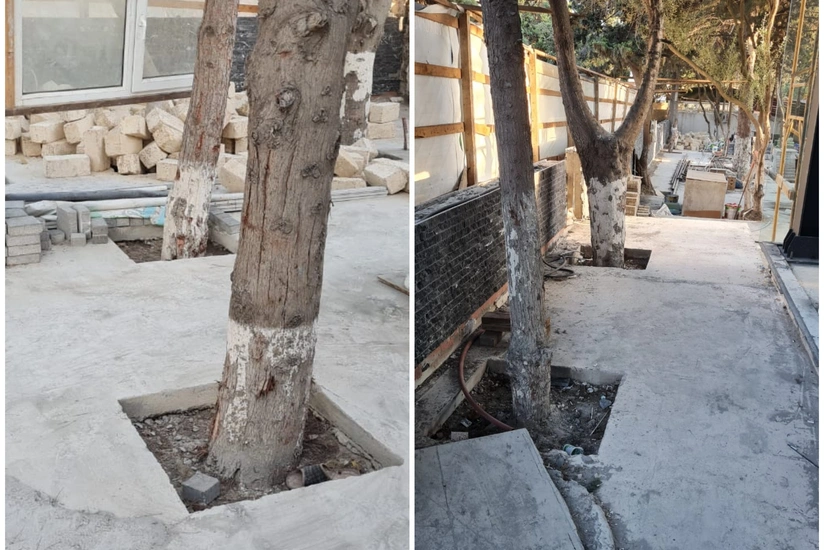 ETSN: Tikinti aparılan ərazidəki ağaclar sayılaraq nəzarətə götürülüb