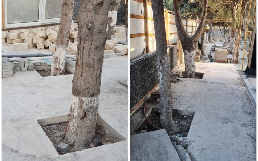 ETSN: Tikinti aparılan ərazidəki ağaclar sayılaraq nəzarətə götürülüb