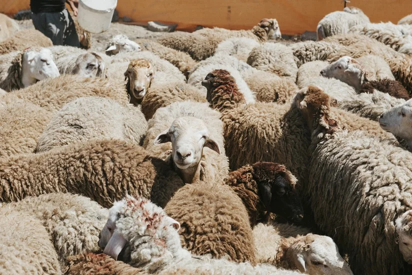 Azərbaycanda Qurban bayramı ilə əlaqədar diri heyvanların satış yarmarkaları fəaliyyətə başlayıb