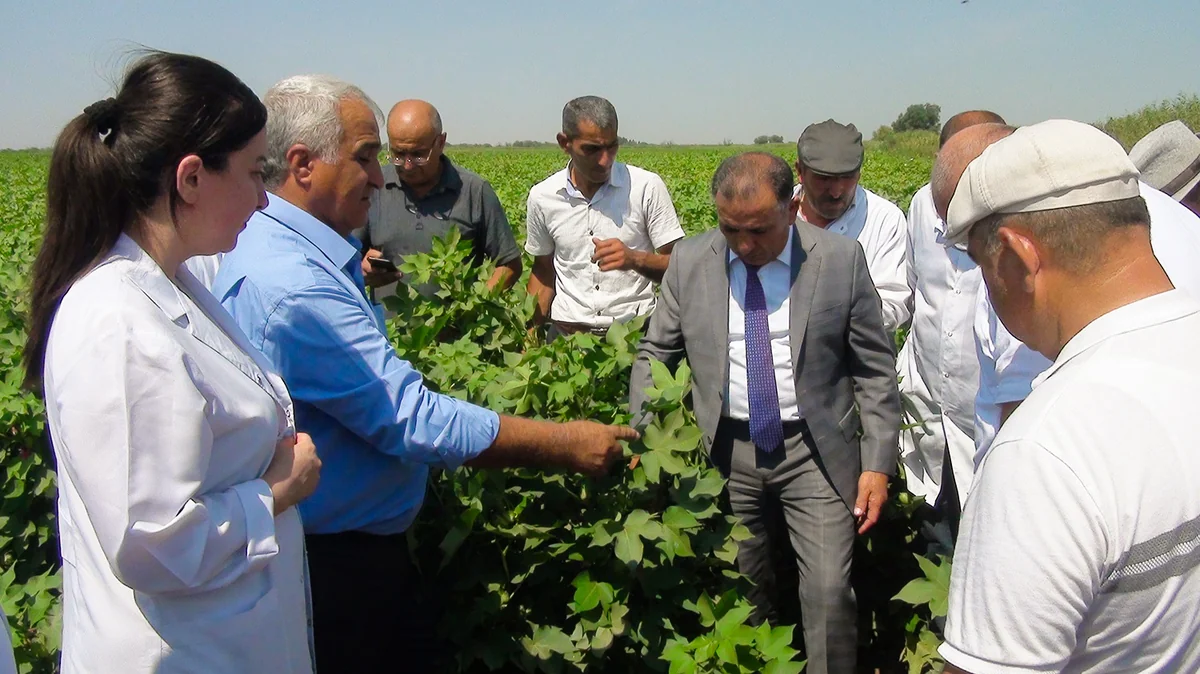 Beyləqanda nüvə enerjisi tətbiq olunmuş pambıqdan yüksək nəticə əldə olunub