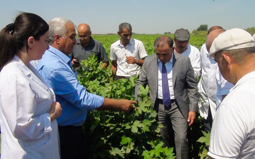 Beyləqanda nüvə enerjisi tətbiq olunmuş pambıqdan yüksək nəticə əldə olunub