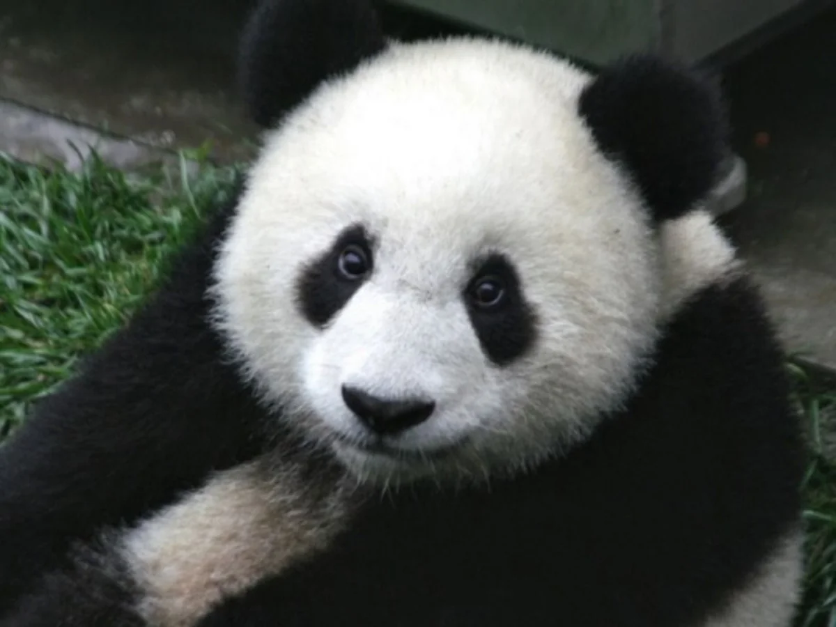 Fossilized remains of Europe’s last pandas discovered in Bulgaria