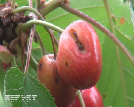 Şimal bölgəsində güclü yağış gilas bağlarına ziyan vurub - FOTO