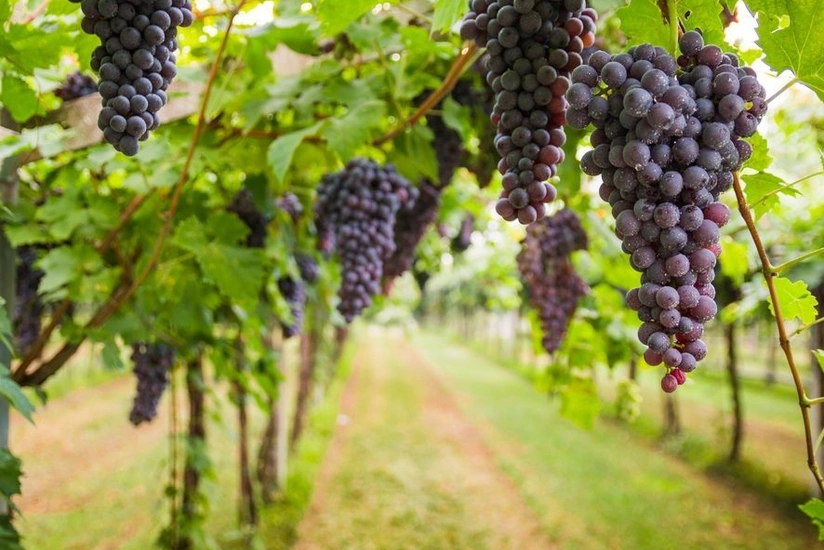 Şabranda üzümçülük şirkətinin əməkdaşları zəhərlənib