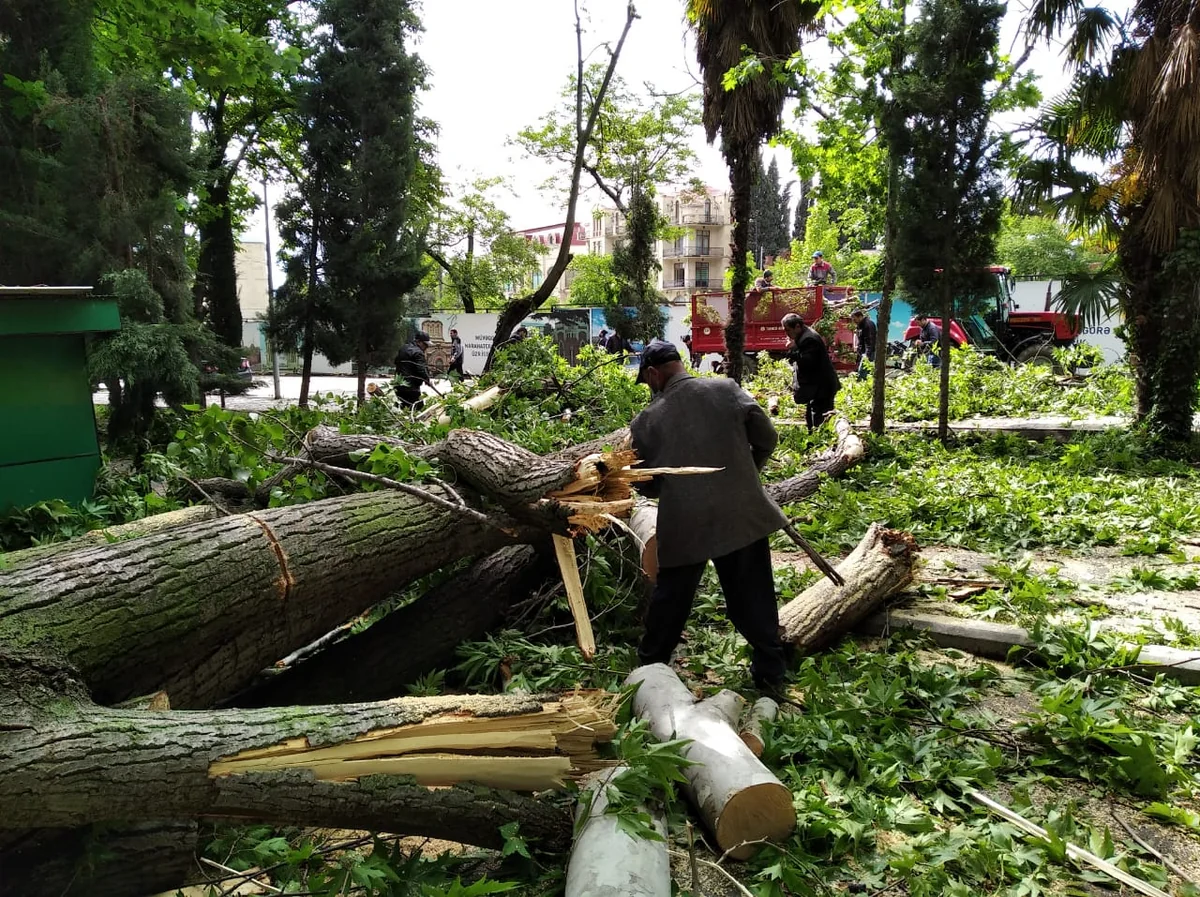 Gəncədə küləyin yaratdığı fəsadlar aradan qaldırılır