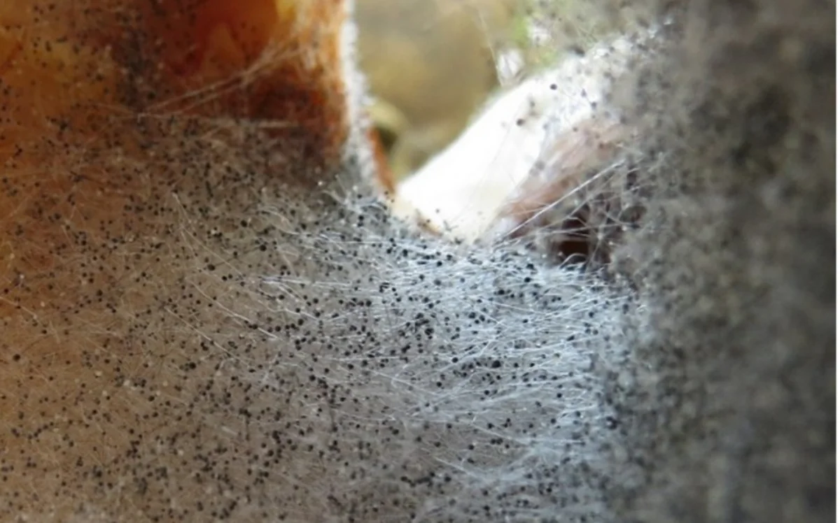 В Египте выявили случаи черной плесени