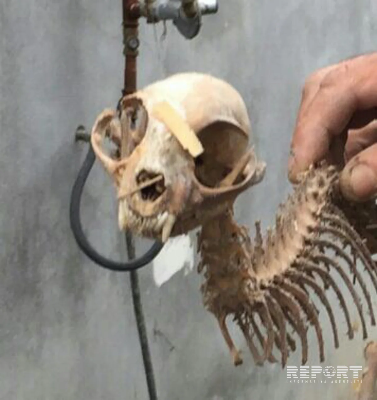 ​Azərbaycanda qəribə heyvan skeleti tapılıb