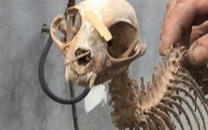 ​Azərbaycanda qəribə heyvan skeleti tapılıb